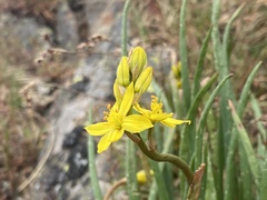 Bulbine glauca