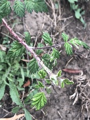 Rubus parvifolius