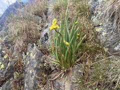 Bulbine glauca