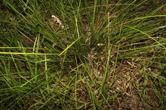Carex appressa