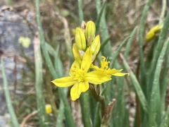 Bulbine glauca