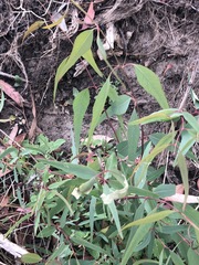 Eucalyptus camaldulensis