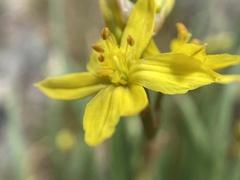 Bulbine glauca