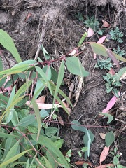 Eucalyptus camaldulensis