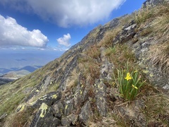 Bulbine glauca