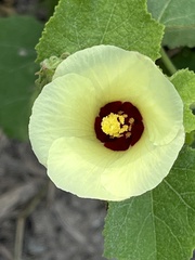 Hibiscus calyphyllus
