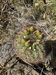 Eriosyce curvispina