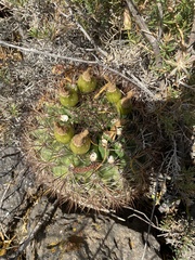 Eriosyce curvispina