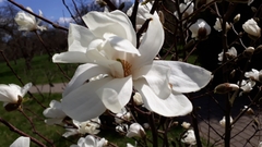 Magnolia loebneri