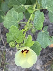 Hibiscus calyphyllus
