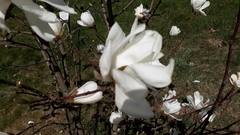 Magnolia loebneri