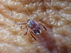 Ixodes pilosus