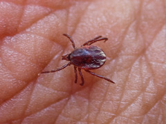 Ixodes pilosus