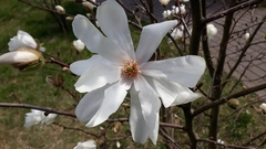 Magnolia loebneri