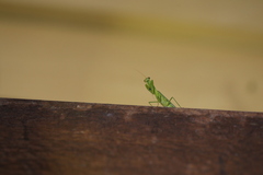 Orthodera ministralis