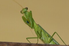 Orthodera ministralis