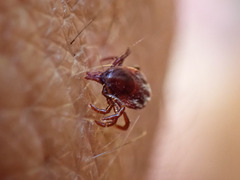 Ixodes pilosus