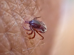 Ixodes pilosus