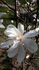 Magnolia loebneri