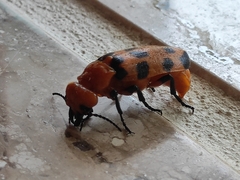 Cissites maculata