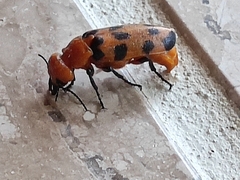 Cissites maculata