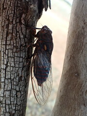 Auscala flammea