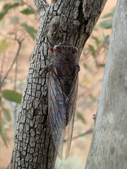 Auscala flammea