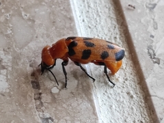 Cissites maculata