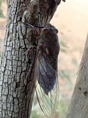 Auscala flammea