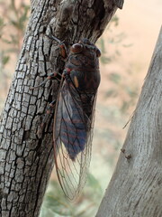 Auscala flammea