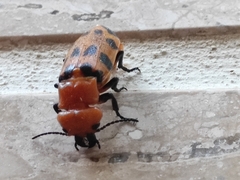 Cissites maculata