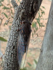 Auscala flammea