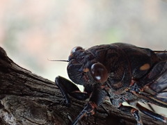 Auscala flammea