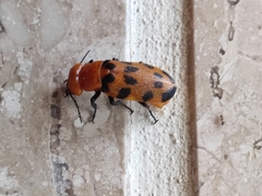 Cissites maculata