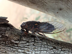 Auscala flammea