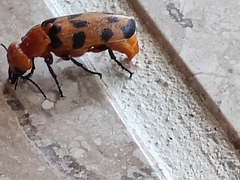 Cissites maculata