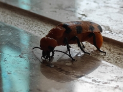 Cissites maculata
