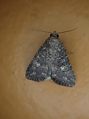 Condica capensis