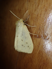 Lymantriinae