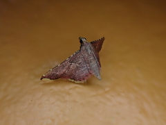Endotricha erythralis