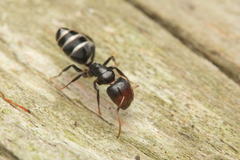 Camponotus mackayensis