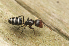 Camponotus mackayensis