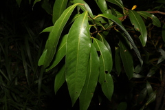 Cryptocarya glaucescens