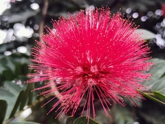 Calliandra haematocephala