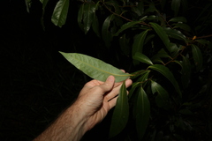 Cryptocarya glaucescens