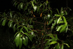 Cryptocarya glaucescens