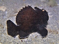 Antennarius striatus