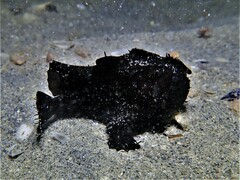 Antennarius striatus