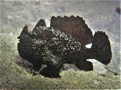 Antennarius striatus