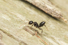 Camponotus mackayensis